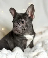 AKC Carlie, a female French Bulldog for sale in Corbin, KY – Photo 4 of 5