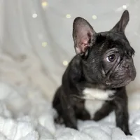 AKC Carlie, a female French Bulldog for sale in Corbin, KY – Photo 2 of 5