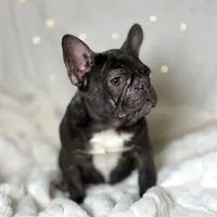 AKC Carlie, a female French Bulldog for sale in Corbin, KY – Photo 3 of 5