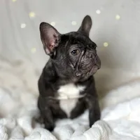 AKC Carlie, a female French Bulldog for sale in Corbin, KY – Photo 3 of 5