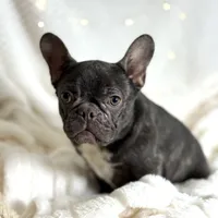 AKC Carlie, a female French Bulldog for sale in Corbin, KY – Photo 1 of 5