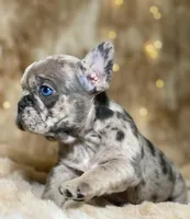 AKC Gigi, a female French Bulldog for sale in Corbin, KY – Photo 2 of 7