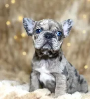 AKC Gigi, a female French Bulldog for sale in Corbin, KY – Photo 3 of 7