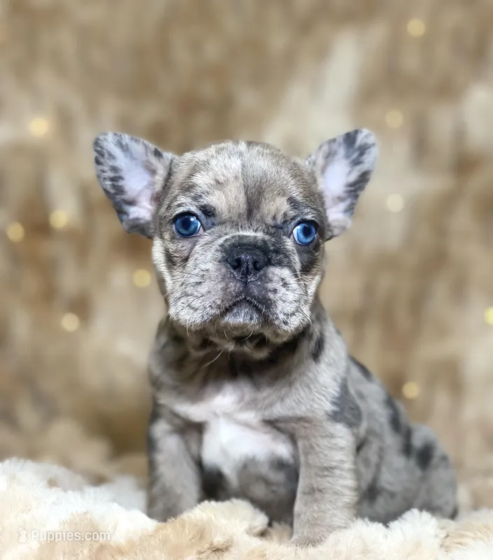AKC Gigi, a female French Bulldog for sale in Corbin, KY – Photo 1 of 7
