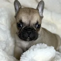 AKC Finn, a male French Bulldog for sale in Corbin, KY – Photo 4 of 7