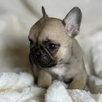 AKC Finn, a male French Bulldog for sale in Corbin, KY – Photo 6 of 7