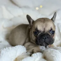 AKC Finn, a male French Bulldog for sale in Corbin, KY – Photo 1 of 7