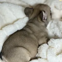 AKC Finn, a male French Bulldog for sale in Corbin, KY – Photo 7 of 7