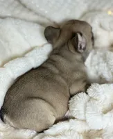 AKC Finn, a male French Bulldog for sale in Corbin, KY – Photo 7 of 7