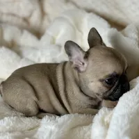 AKC Finn, a male French Bulldog for sale in Corbin, KY – Photo 3 of 7