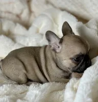 AKC Finn, a male French Bulldog for sale in Corbin, KY – Photo 3 of 7