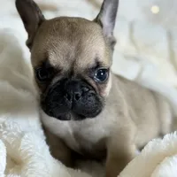 AKC Finn, a male French Bulldog for sale in Corbin, KY – Photo 2 of 7