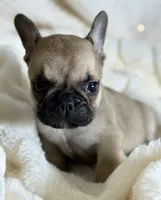 AKC Finn, a male French Bulldog for sale in Corbin, KY – Photo 2 of 7