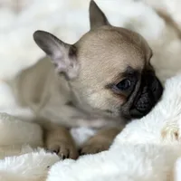 AKC Finn, a male French Bulldog for sale in Corbin, KY – Photo 5 of 7