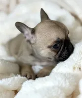 AKC Finn, a male French Bulldog for sale in Corbin, KY – Photo 5 of 7