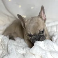 AKC Beau, a male French Bulldog for sale in Corbin, KY – Photo 7 of 8