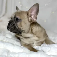 AKC Beau, a male French Bulldog for sale in Corbin, KY – Photo 4 of 8