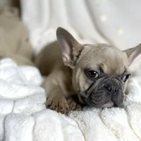 AKC Beau, a male French Bulldog for sale in Corbin, KY – Photo 2 of 8