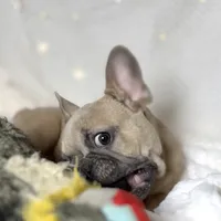 AKC Beau, a male French Bulldog for sale in Corbin, KY – Photo 8 of 8