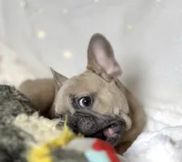 AKC Beau, a male French Bulldog for sale in Corbin, KY – Photo 8 of 8