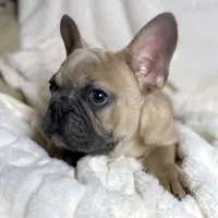 AKC Beau, a male French Bulldog for sale in Corbin, KY – Photo 5 of 8