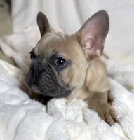 AKC Beau, a male French Bulldog for sale in Corbin, KY – Photo 5 of 8