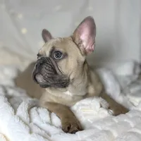 AKC Beau, a male French Bulldog for sale in Corbin, KY – Photo 6 of 8