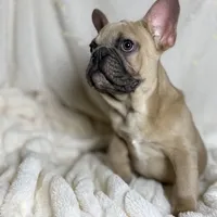 AKC Beau, a male French Bulldog for sale in Corbin, KY – Photo 3 of 8