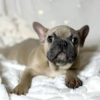 AKC Beau, a male French Bulldog for sale in Corbin, KY – Photo 1 of 8