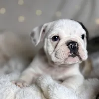 AKC Bubba , a male English Bulldog for sale in Corbin, KY – Photo 1 of 7