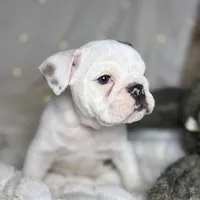 AKC Bubba , a male English Bulldog for sale in Corbin, KY – Photo 5 of 7