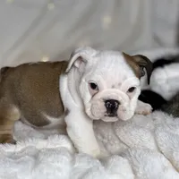 AKC Bubba , a male English Bulldog for sale in Corbin, KY – Photo 6 of 7