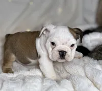 AKC Bubba , a male English Bulldog for sale in Corbin, KY – Photo 6 of 7