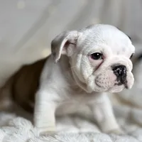 AKC Bubba , a male English Bulldog for sale in Corbin, KY – Photo 2 of 7