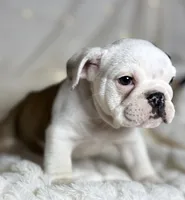 AKC Bubba , a male English Bulldog for sale in Corbin, KY – Photo 2 of 7