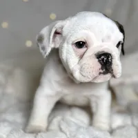 AKC Bubba , a male English Bulldog for sale in Corbin, KY – Photo 7 of 7