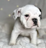 AKC Bubba , a male English Bulldog for sale in Corbin, KY – Photo 7 of 7