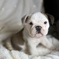 AKC Bubba , a male English Bulldog for sale in Corbin, KY – Photo 4 of 7