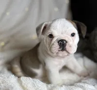 AKC Bubba , a male English Bulldog for sale in Corbin, KY – Photo 4 of 7