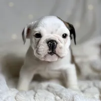 AKC Bubba , a male English Bulldog for sale in Corbin, KY – Photo 3 of 7