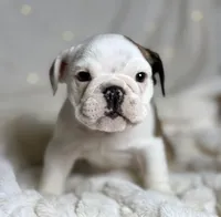 AKC Bubba , a male English Bulldog for sale in Corbin, KY – Photo 3 of 7