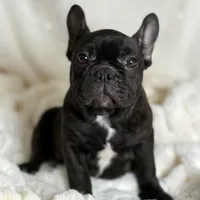 AKC Bosco, a male French Bulldog for sale in Corbin, KY – Photo 1 of 7