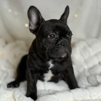 AKC Bosco, a male French Bulldog for sale in Corbin, KY – Photo 6 of 7