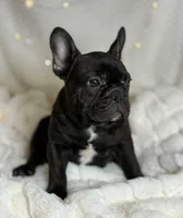 AKC Bosco, a male French Bulldog for sale in Corbin, KY – Photo 6 of 7