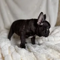 AKC Bosco, a male French Bulldog for sale in Corbin, KY – Photo 3 of 7