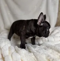 AKC Bosco, a male French Bulldog for sale in Corbin, KY – Photo 3 of 7