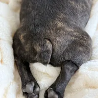 AKC Bosco, a male French Bulldog for sale in Corbin, KY – Photo 2 of 7