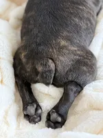 AKC Bosco, a male French Bulldog for sale in Corbin, KY – Photo 2 of 7