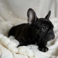 AKC Bosco, a male French Bulldog for sale in Corbin, KY – Photo 7 of 7