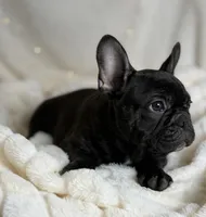 AKC Bosco, a male French Bulldog for sale in Corbin, KY – Photo 7 of 7